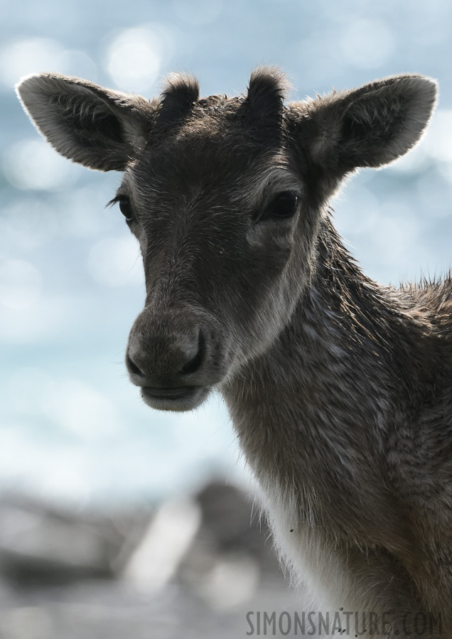 Rangifer tarandus caribou [380 mm, 1/2000 Sek. bei f / 11, ISO 1600]